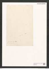 Diatomeae indet. Zeichnungen Sammlung Grunow (NHMW-BOT-W0371438)